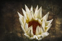 /album/fotogaleria-fotografia-macro/dd-640x480-jpg/